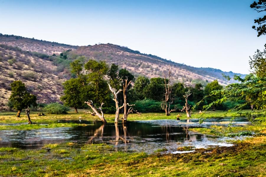 Ahmedabad To Ranthambore Tour Package Image