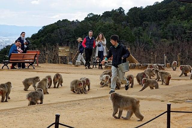 Check out the Arashiyama monkey park