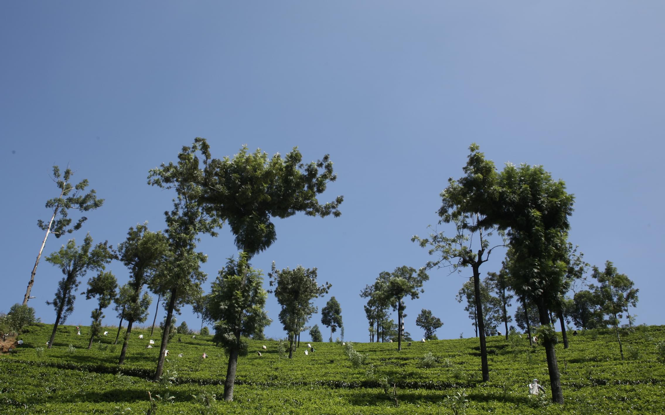 Participate in Tea Tasting Experience
