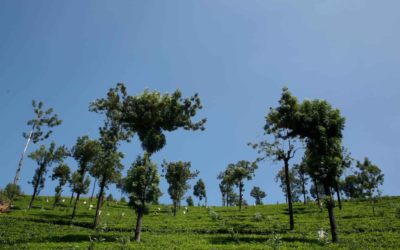 Participate in Tea Tasting Experience