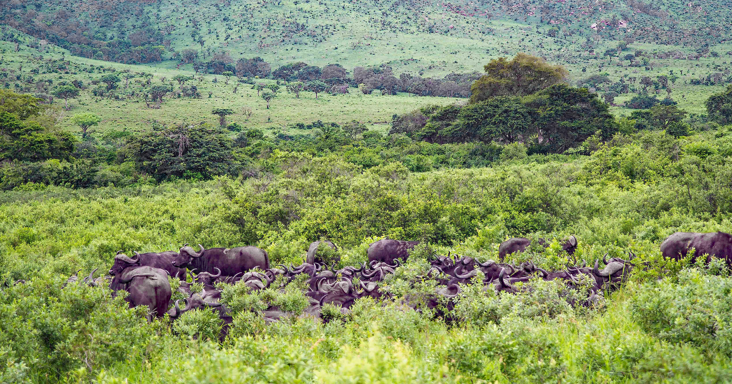 Hluhluwe-Imfolozi Game Reserve Overview