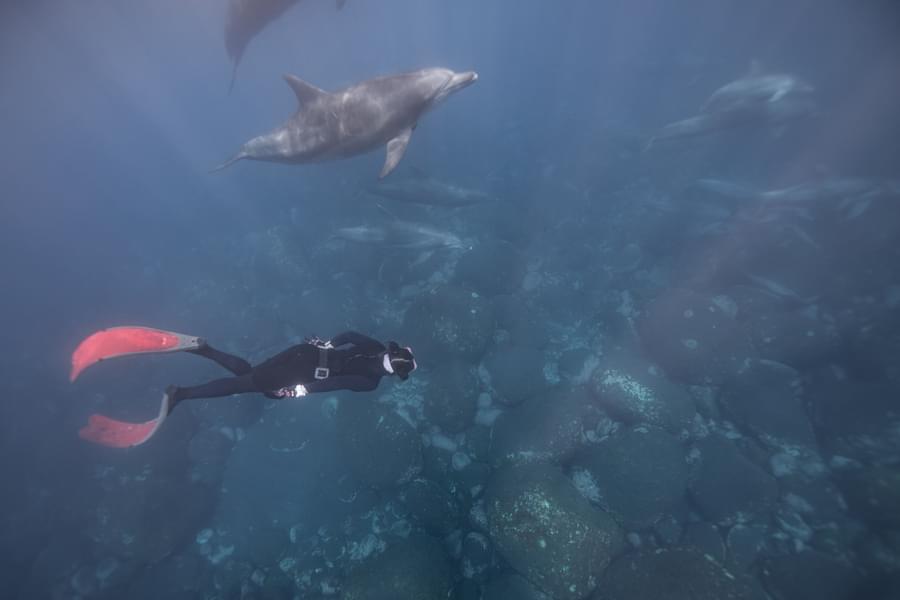 Swimming with Dolphins & Sea Lions
