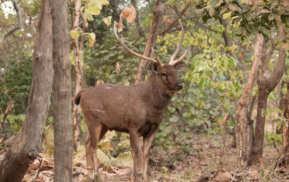 Gir Jungle Safari Image