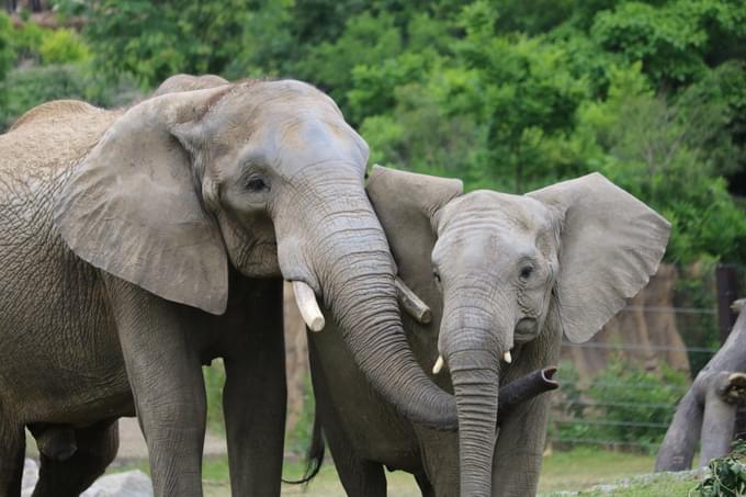 Elephant in Henry Doorly Zoo