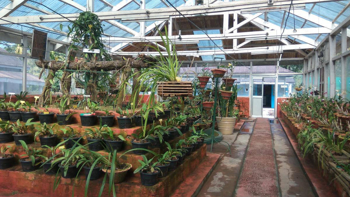 Learn about Orchid propagation