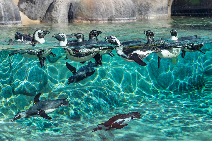 Be amazed by the penguins that live at San Diego Zoo