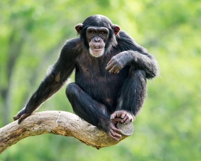 Chimpanzee