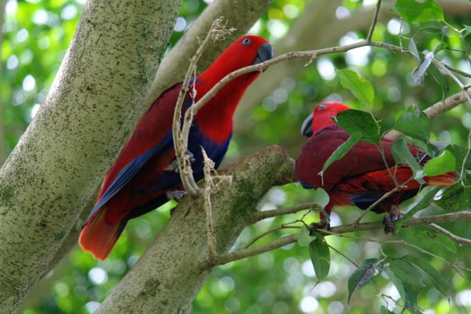 Birdworld Kuranda Australia