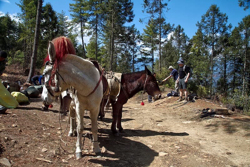 Druk Path Trek, Bhutan Image