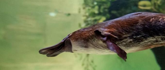 Platypus in Healesville Sanctuary