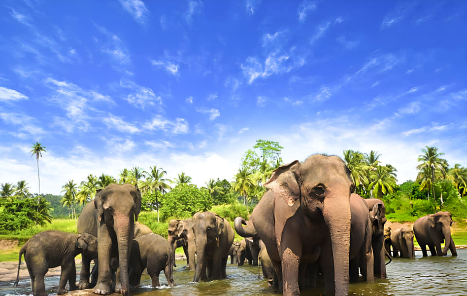 Fully-Loaded Sri Lanka | FREE Excursion to Mirissa Image