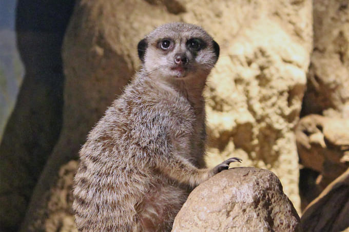 Meerkats