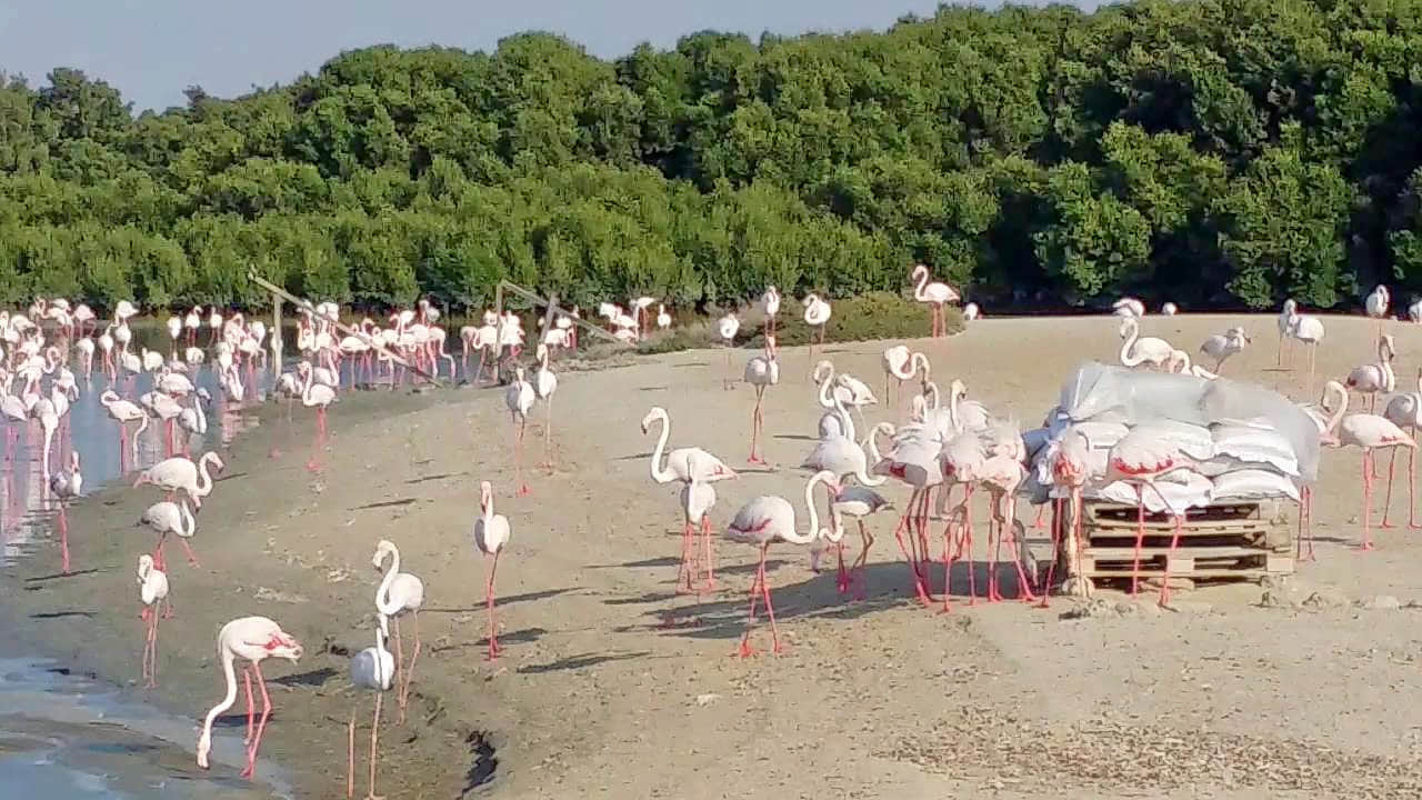 Ras Al Khor Wildlife Sanctuary, <em>Dubai</em>