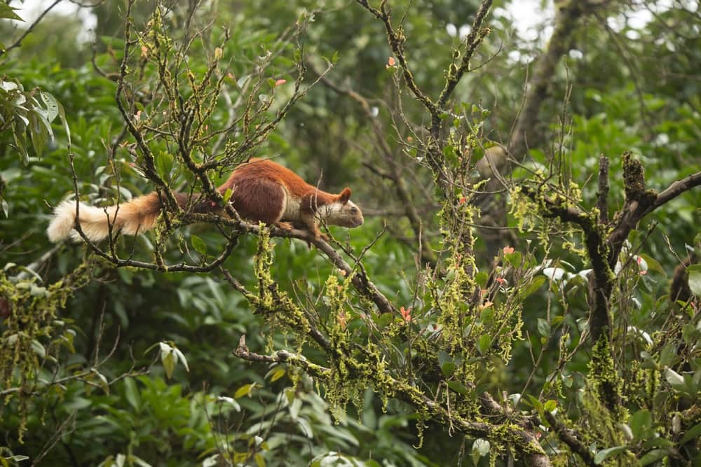 Wildlife Spotting at Bhadra Sanctuary
