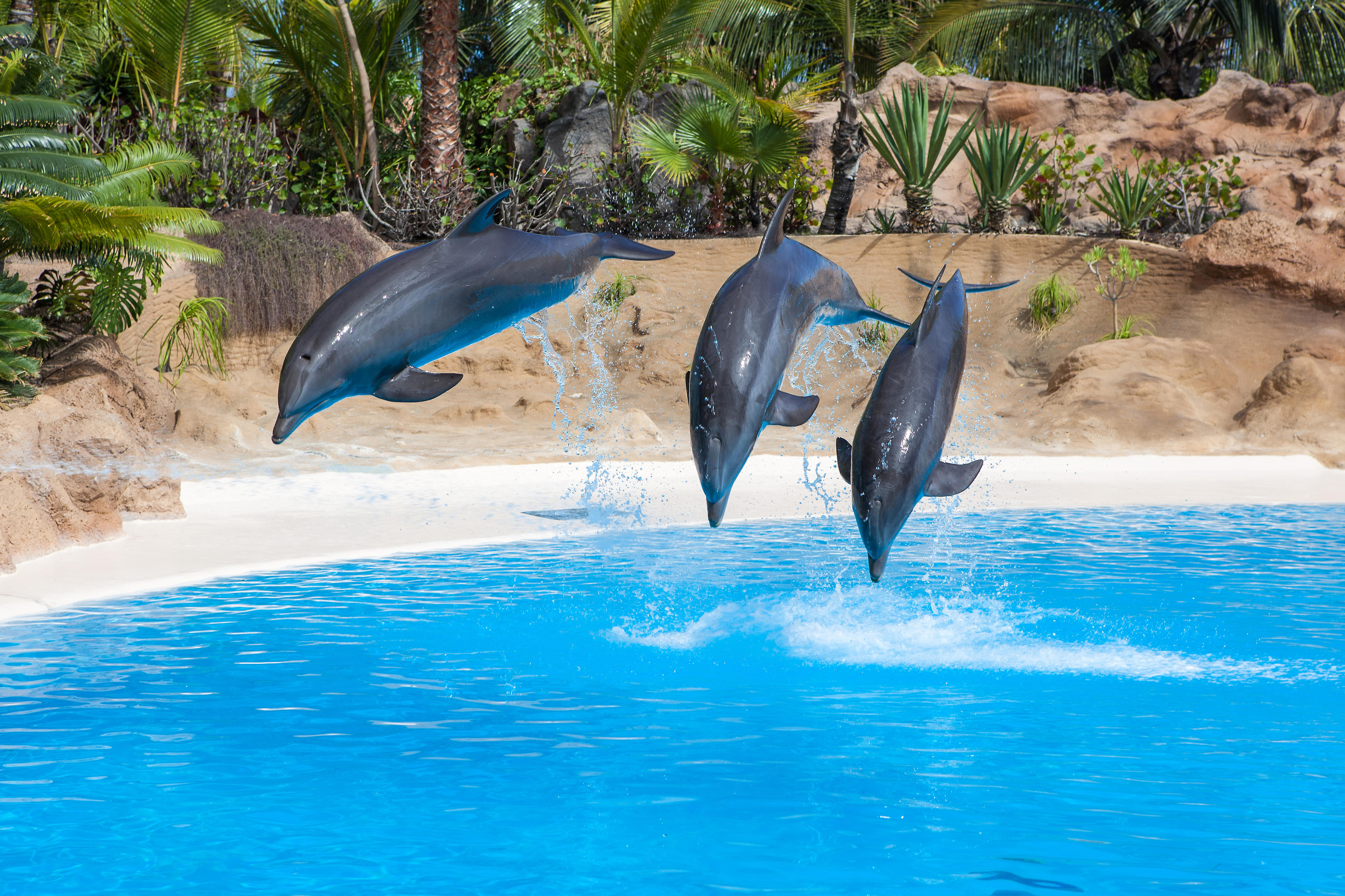 Seal　Dolphinarium　show　Dubai　at　Tickets　Dolphin　and
