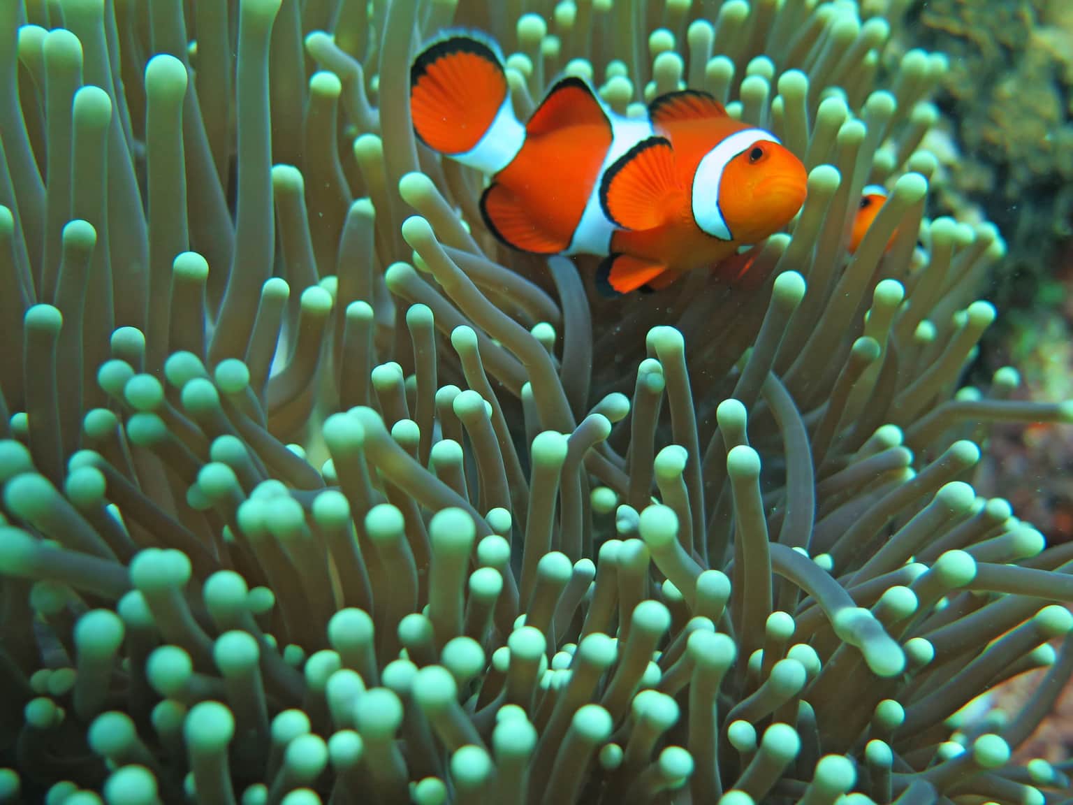 Discover the Local Marine Life
