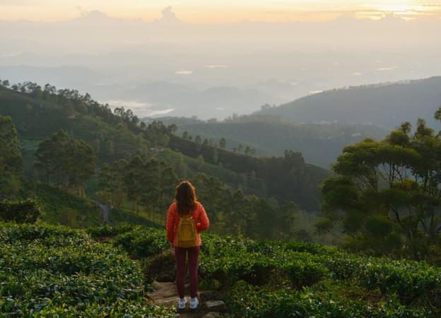 Stroll through the tea plantations of Darjeeling