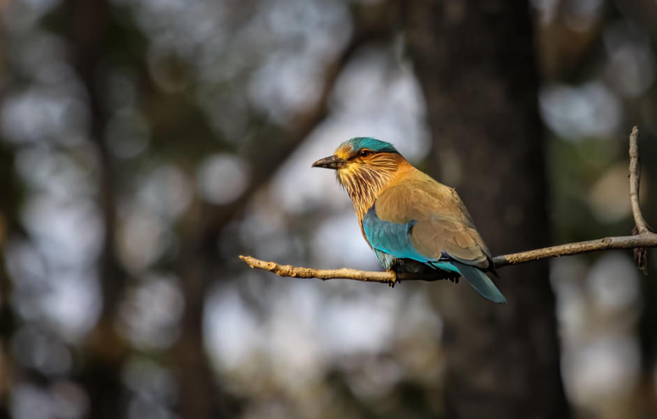 Pench Jungle Safari Image