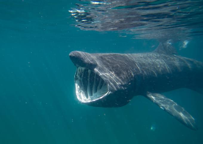 Basking Shark