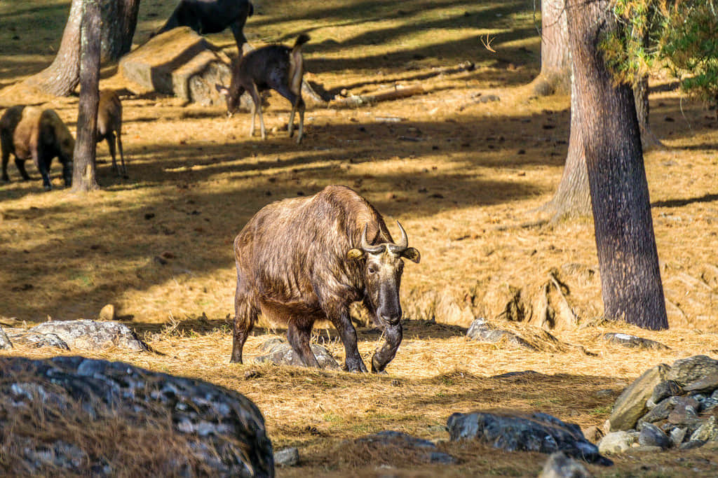 Motithang Takin Preserve, <em>Thimphu City</em>