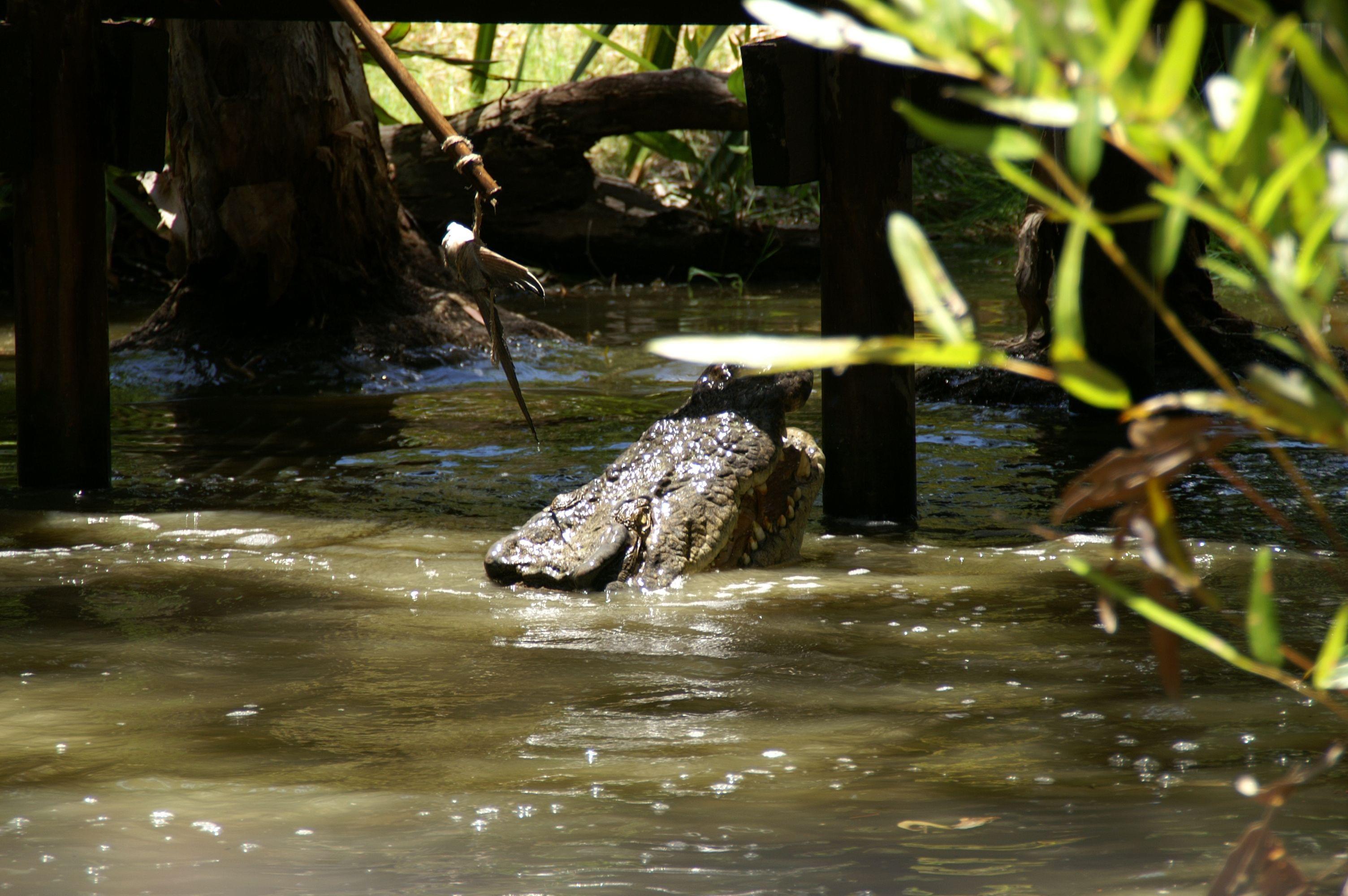 Hartley's Crocodile Adventure