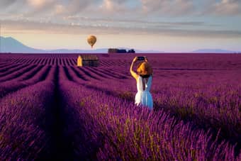 View of lavender field in France