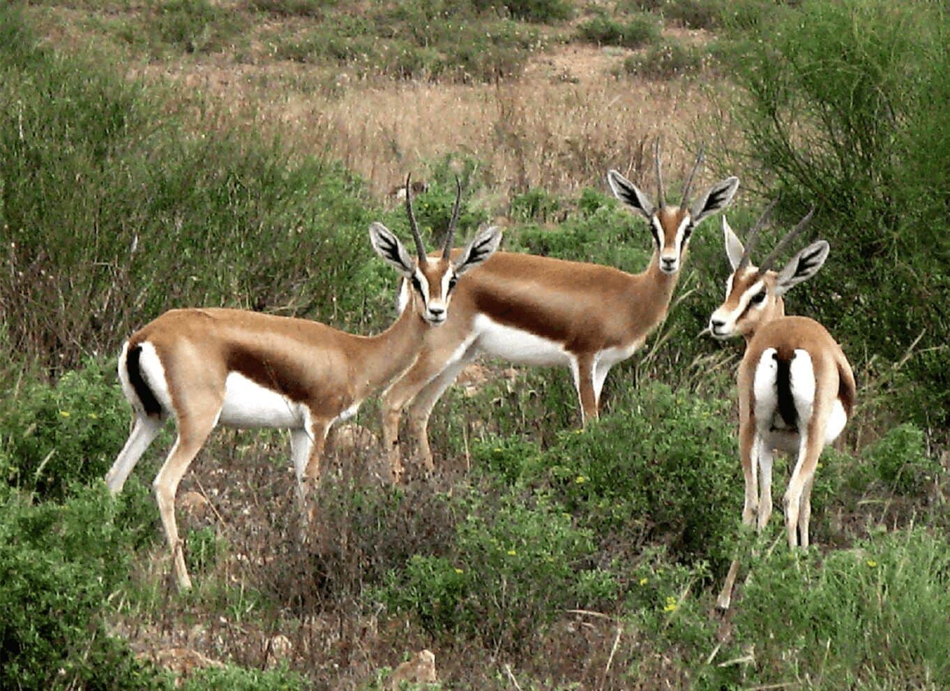 Souss Massa National Park