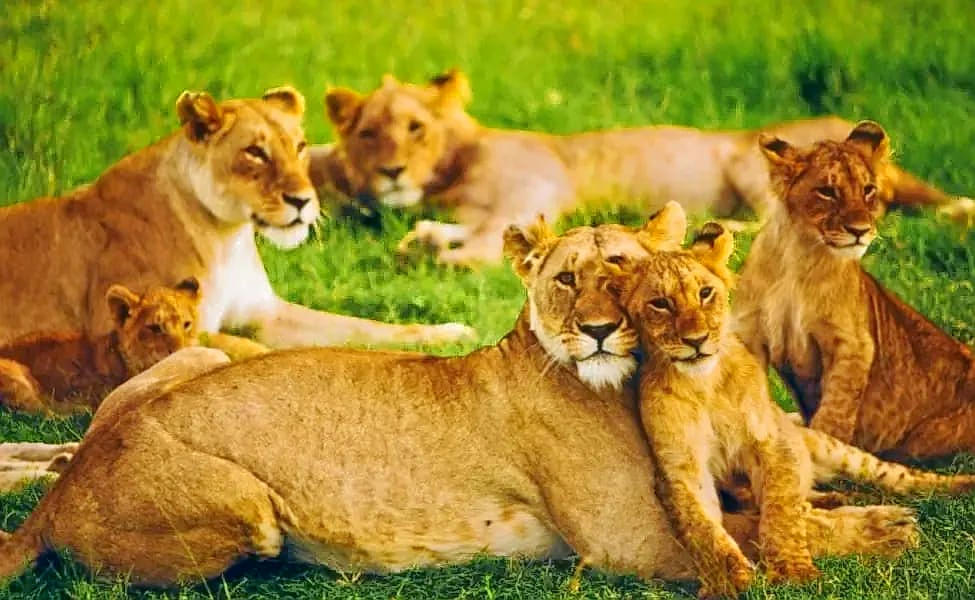 Lion Safari Wildlife Park Overview