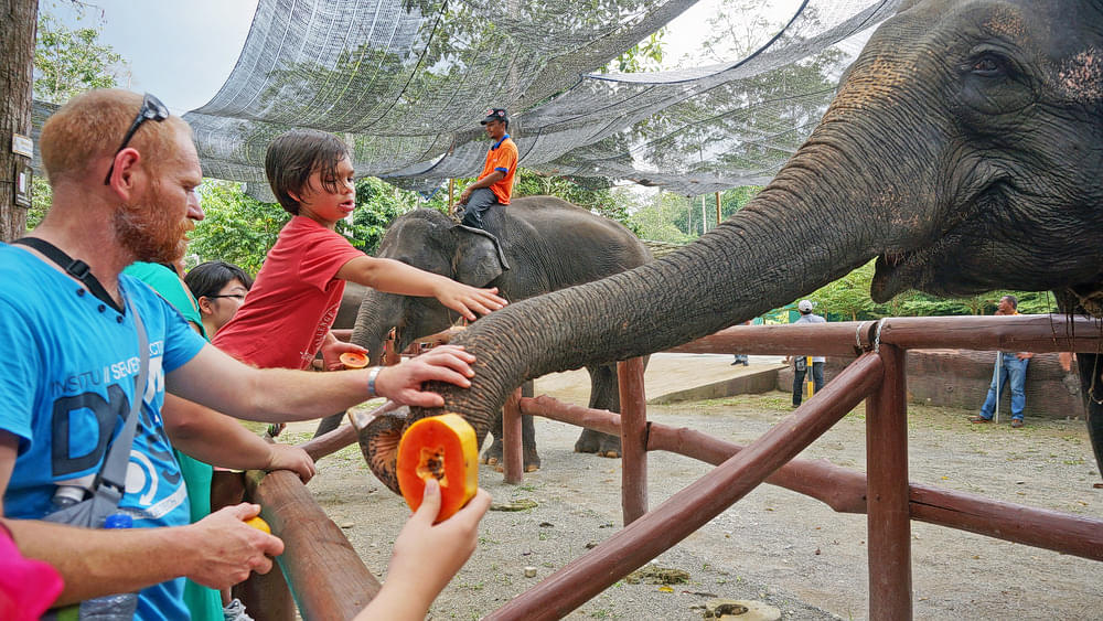Children caressing the elephants