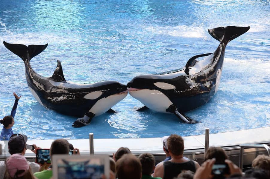 Seaworld San Antonio Tickets Image