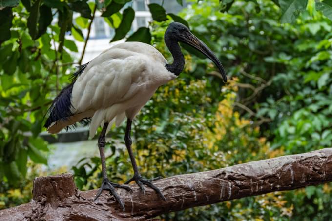 KL Bird Park.jpg