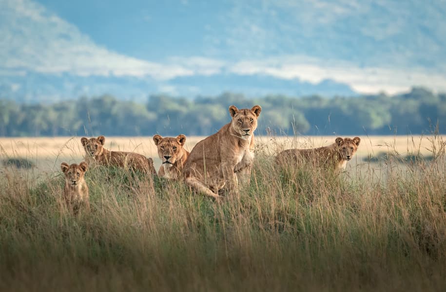 Full Day Game Drive at Masai Mara National Reserve Image