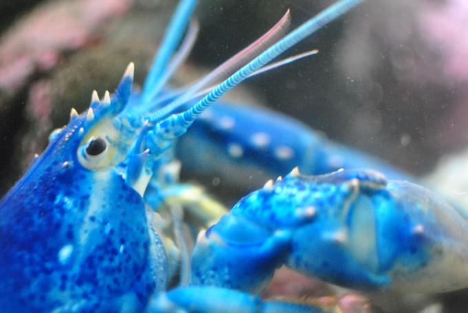 New England Aquarium