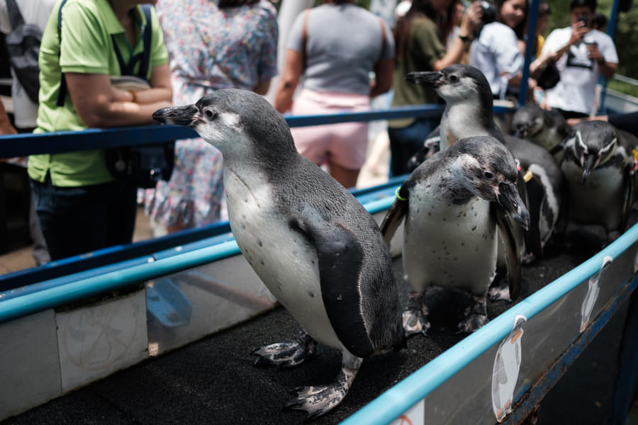 Phillip Island Penguin Parade and Maru Park Animal Sanctuary Image