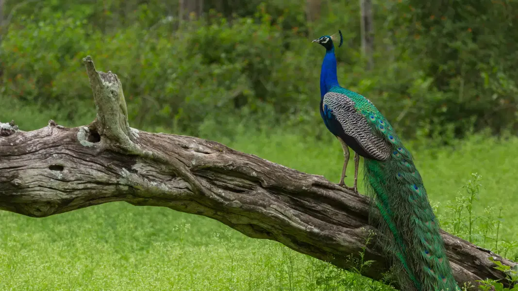 Mudumalai Sightseeing Tour Image