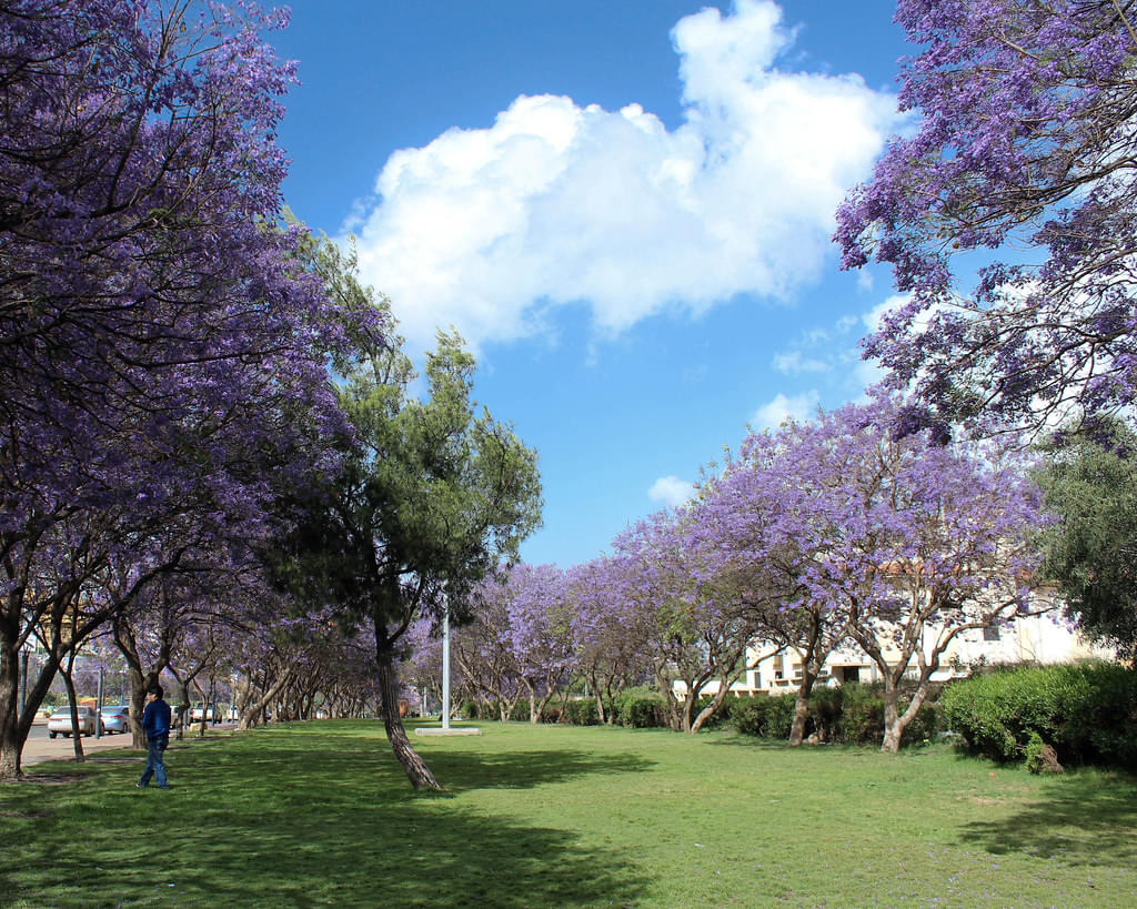 Abu Kheyal Park Abha Overview