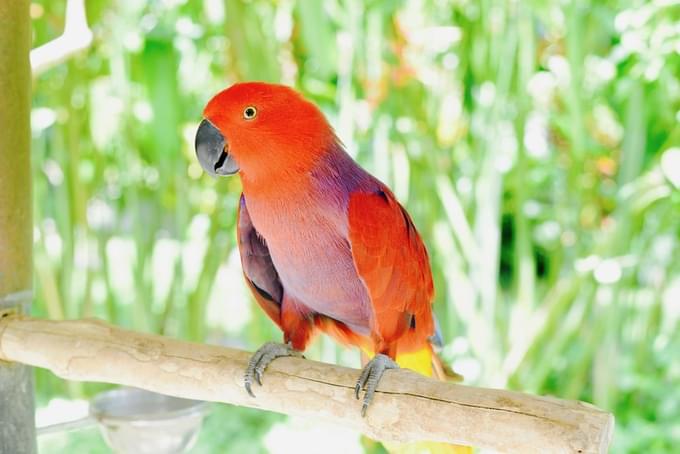 Little Birds at Bali Bird Park.