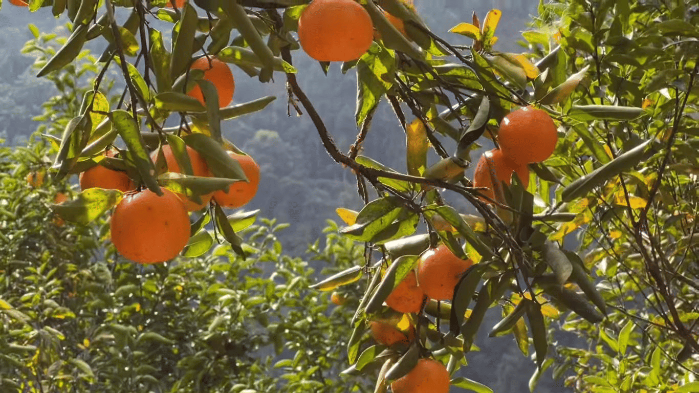 Fruit Picking