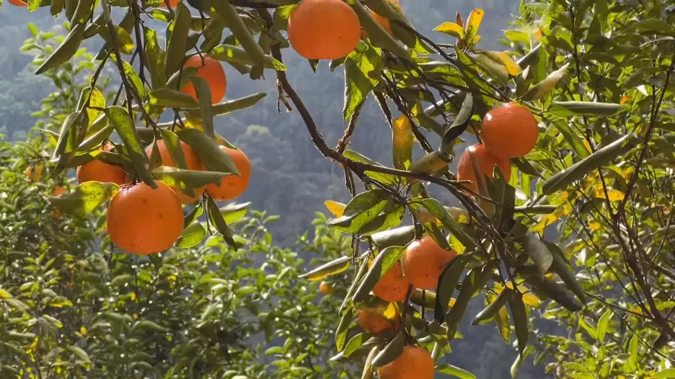Fruit Picking