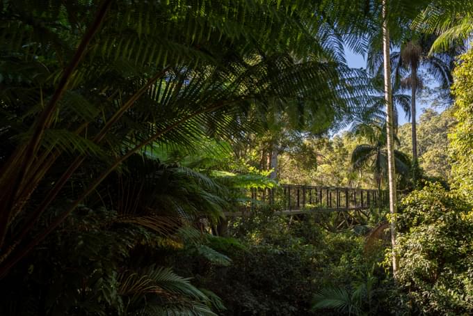 Tamborine Rainforest Skywalk Tickets