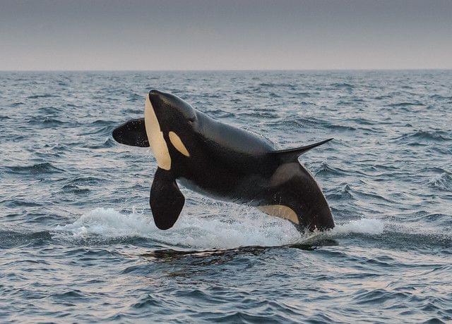 Whale at the Azores. Portugal