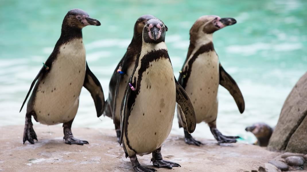 At Whipsnade Zoo, watch adorable penguins walking around in groups