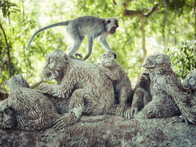Feed the monkeys