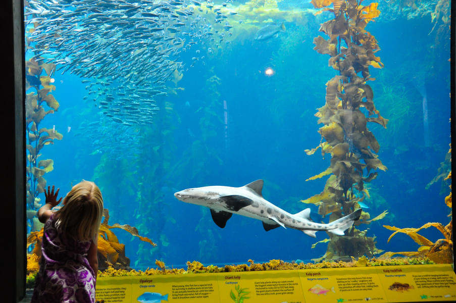 Your kids will love watching colorful marine life
