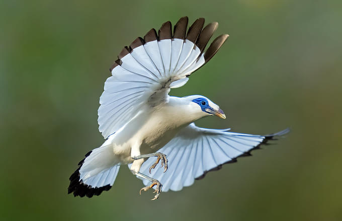 Bali Myna