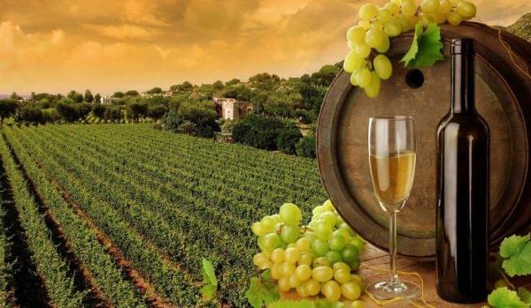 Wine Tour in Bangalore