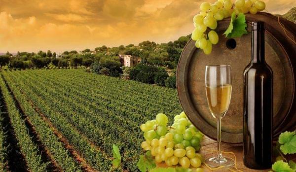 Enjoy guided tours of the scenic winery and vineyard