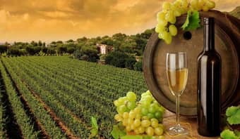 Enjoy guided tours of the scenic winery and vineyard