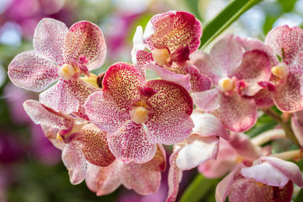 Spot a rich tapestry of Flora