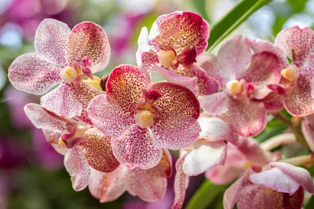 Spot a rich tapestry of Flora